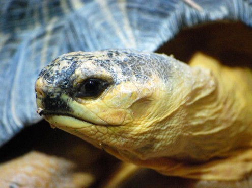 tartarughe beach 2010