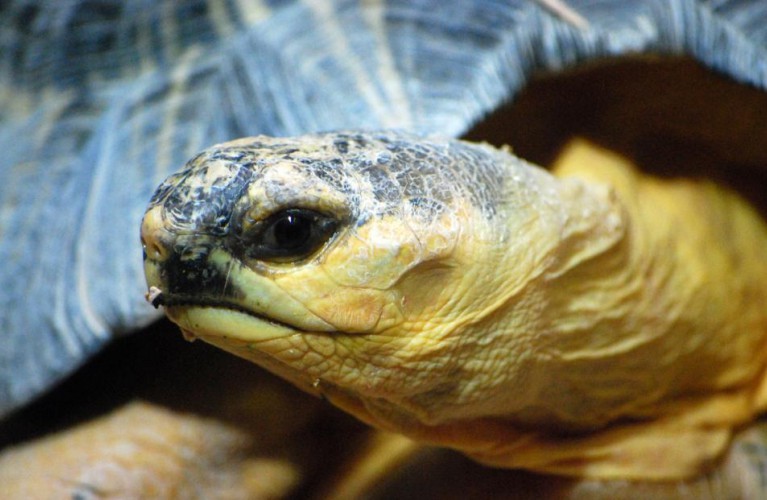 tartarughe beach 2010