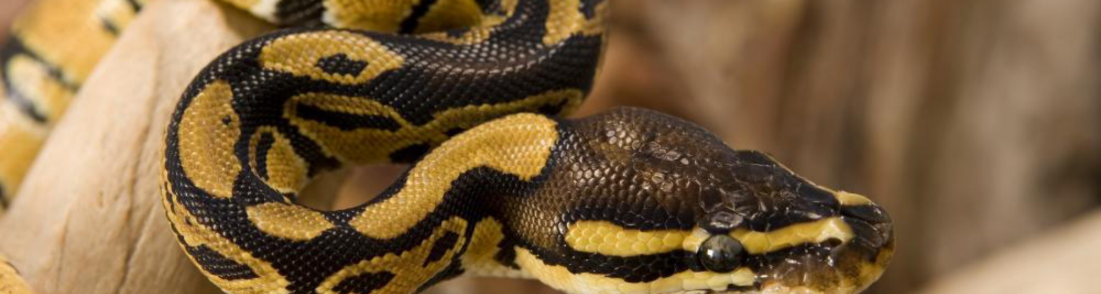 il pitone compie 25 anni