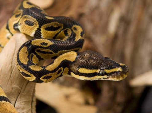 il pitone compie 25 anni