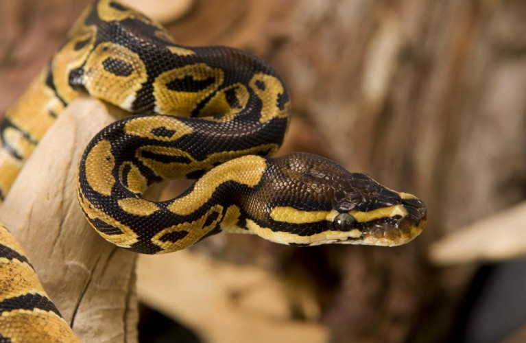 il pitone compie 25 anni