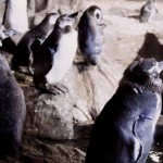 pinguini in muta