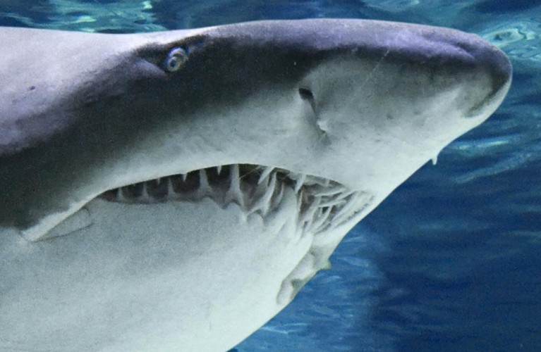 un lavoro da brivido