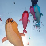 l'acquario prende il volo