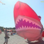 l'acquario prende il volo