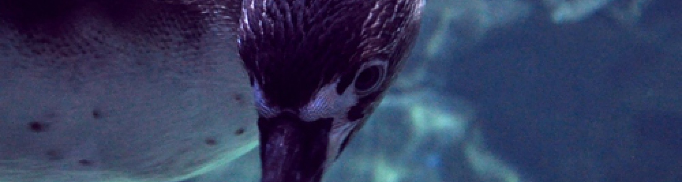 il nome dei pinguini