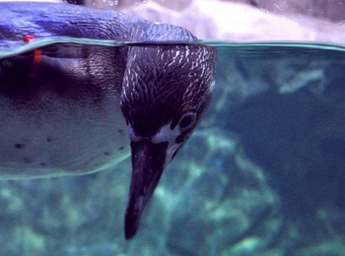 il nome dei pinguini