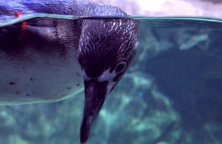 il nome dei pinguini