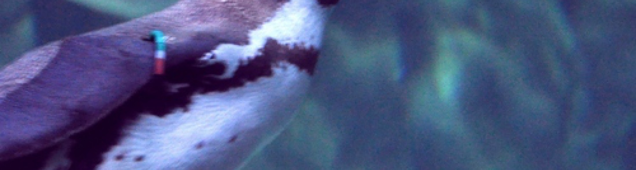 pinguini, arrivati anche gli ultimi 4