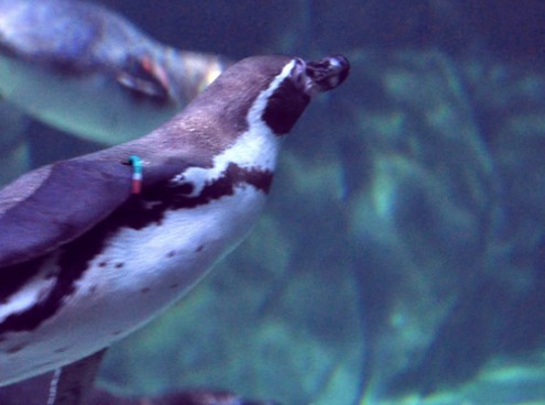 pinguini, arrivati anche gli ultimi 4