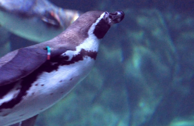 pinguini, arrivati anche gli ultimi 4