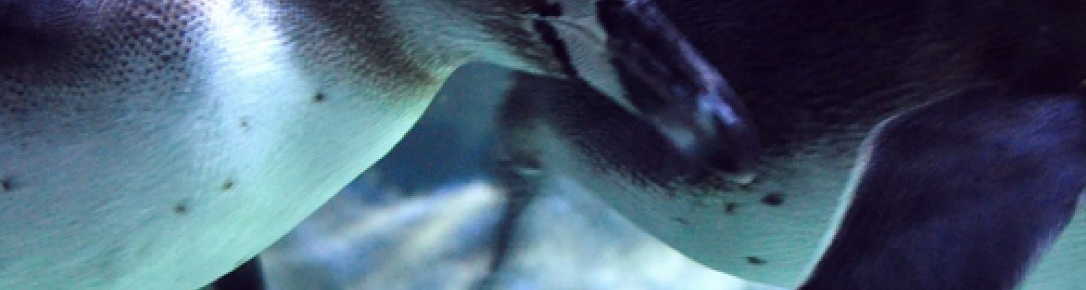 il pasto dei pinguini