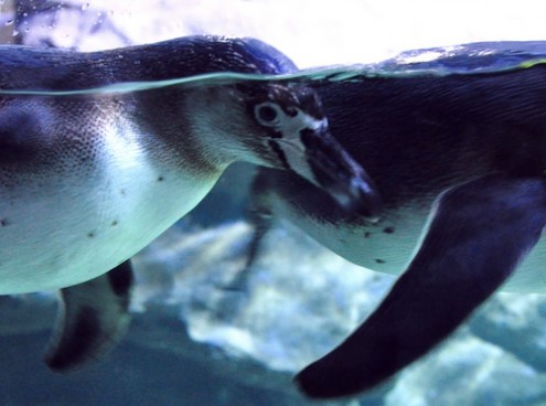 il pasto dei pinguini