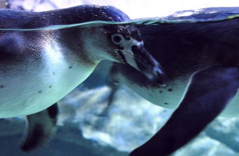 il pasto dei pinguini