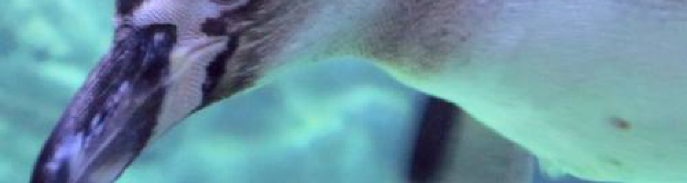 arrivati i primi pinguini