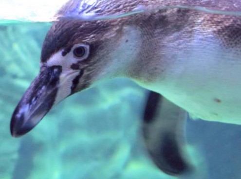 arrivati i primi pinguini