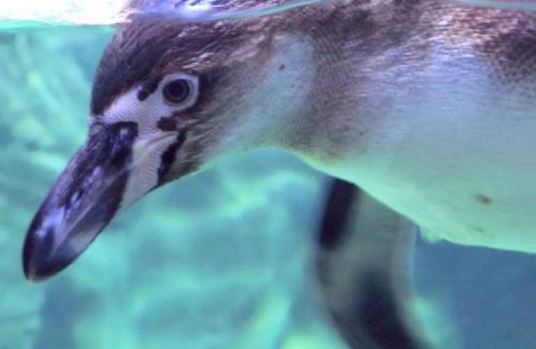 arrivati i primi pinguini