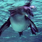 arrivati i primi pinguini