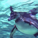 arrivati i primi pinguini