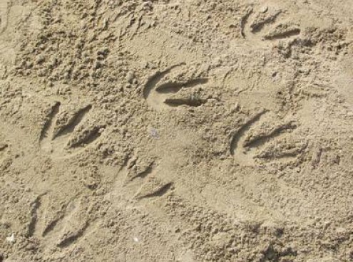 i primi indizi da spiaggia...