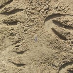 i primi indizi da spiaggia...