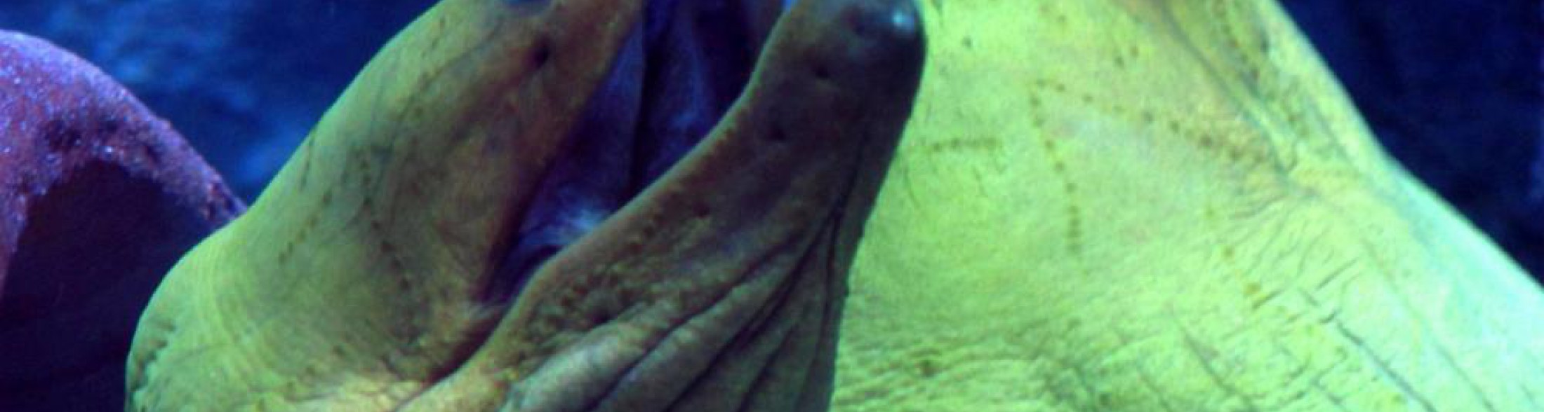 sono arrivate le murene più grandi del mondo