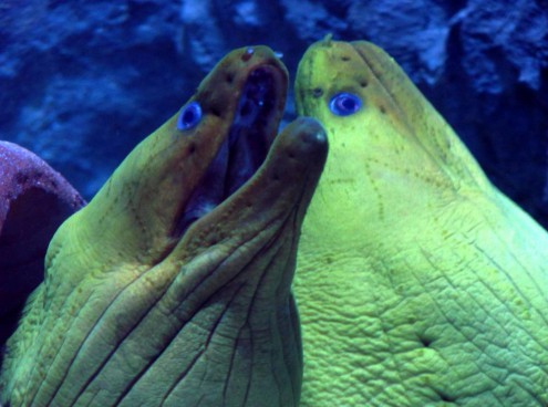 sono arrivate le murene più grandi del mondo