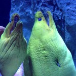 sono arrivate le murene più grandi del mondo