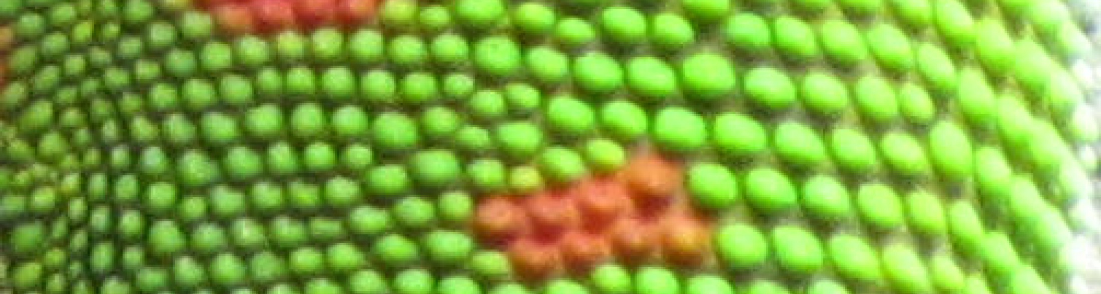 cattolica immersa nel verde