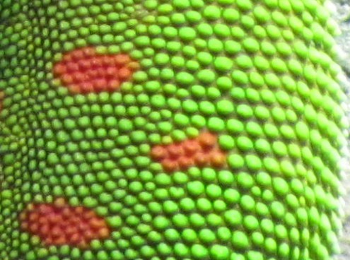 cattolica immersa nel verde