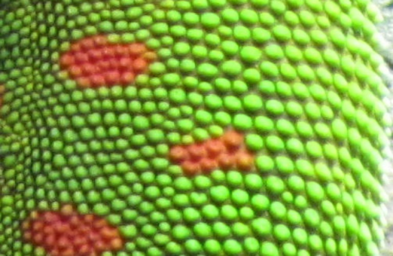 cattolica immersa nel verde