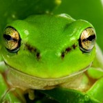 cattolica immersa nel verde