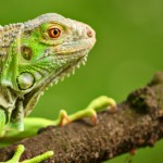 cattolica immersa nel verde