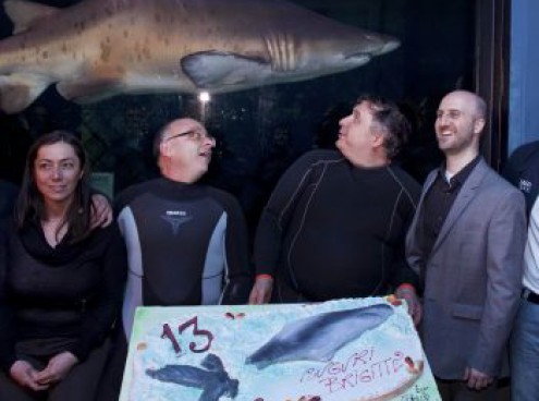 compleanno dello squalo brigitte