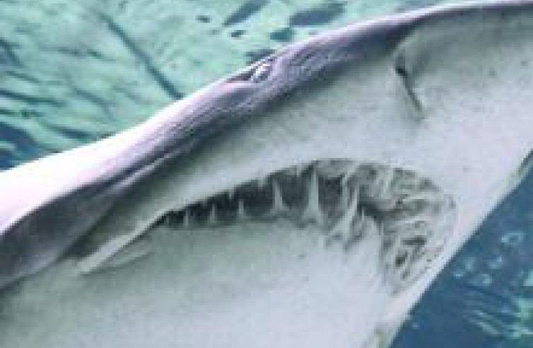 tanti auguri brigitte