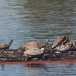 aiutiamo le tartarughe