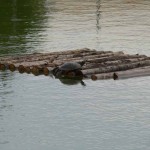 aiutiamo le tartarughe