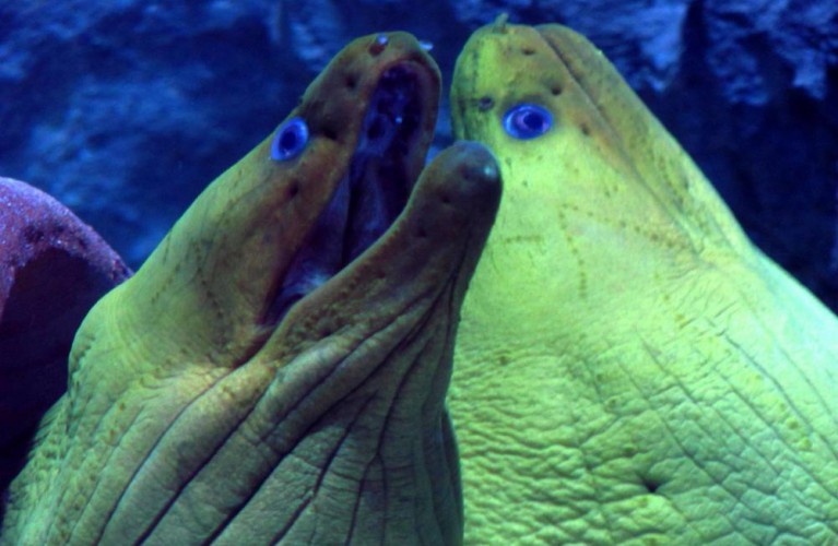 Timida come una Murena