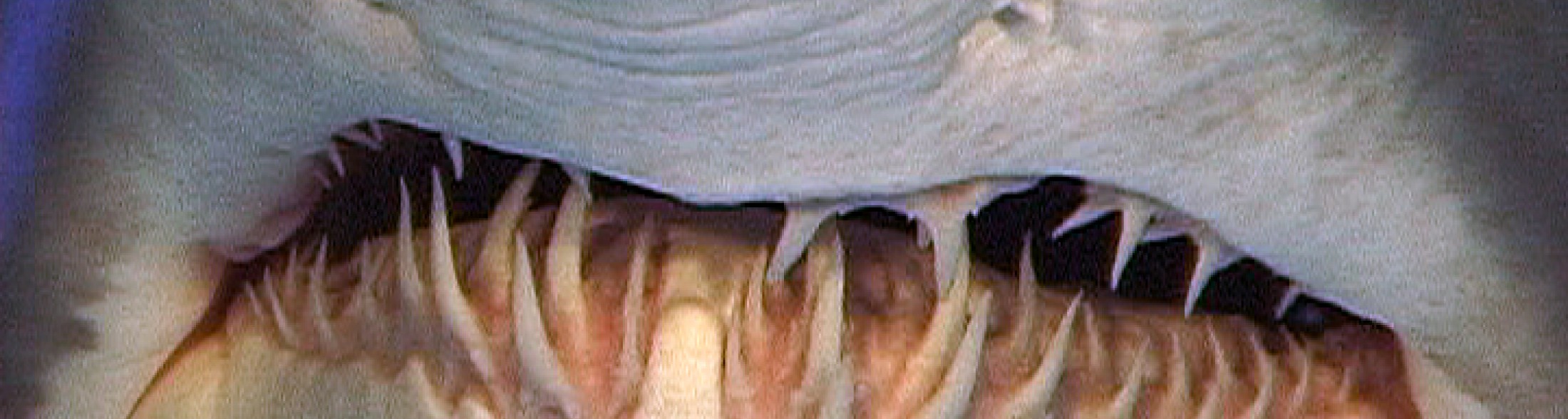 riproduzione degli squali