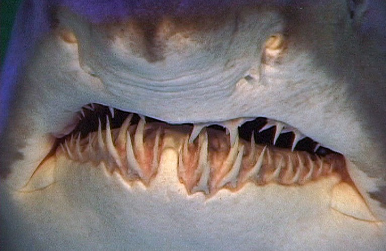 riproduzione degli squali