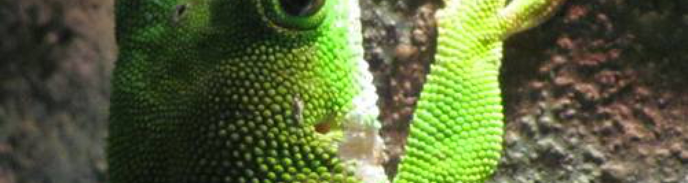 geco, un campione tra gli scalatori