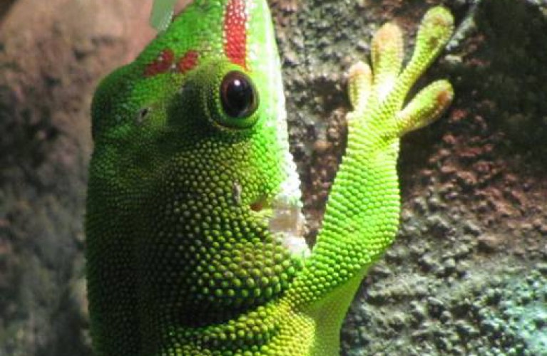 geco, un campione tra gli scalatori