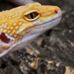 geco, un campione tra gli scalatori