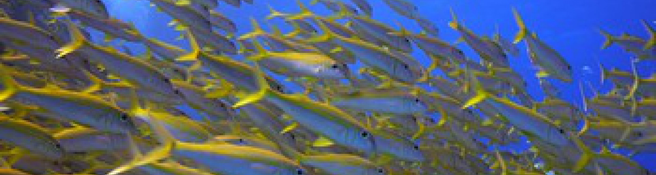 salinità e temperatura dei mari