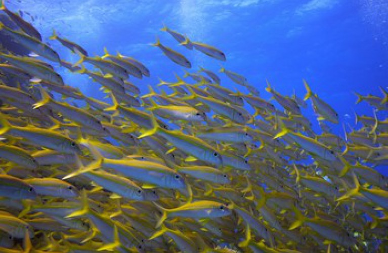 salinità e temperatura dei mari