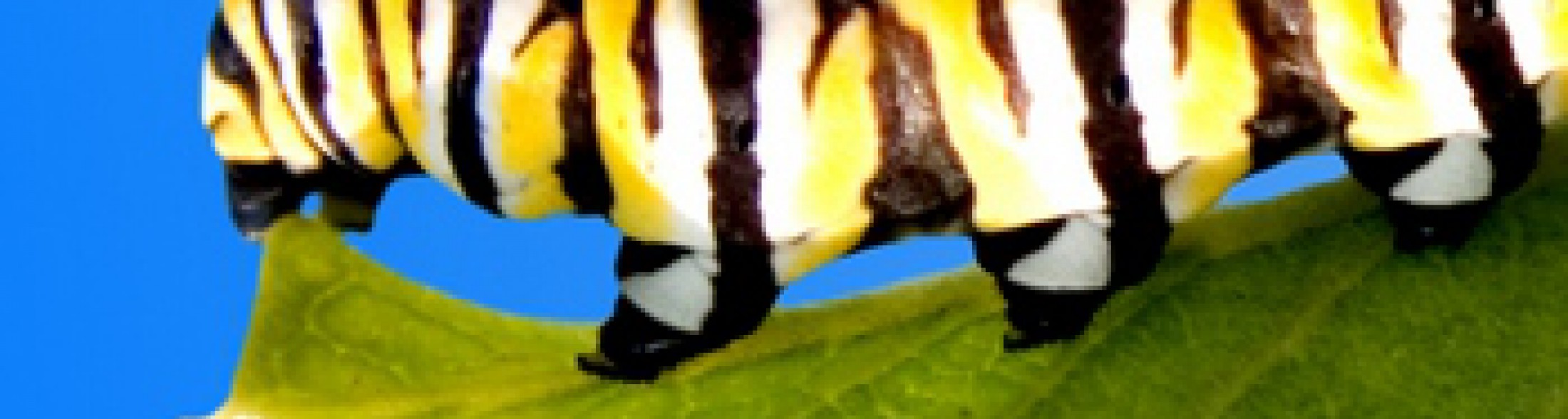 insetti, un mondo senza confini.