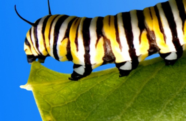 insetti, un mondo senza confini.