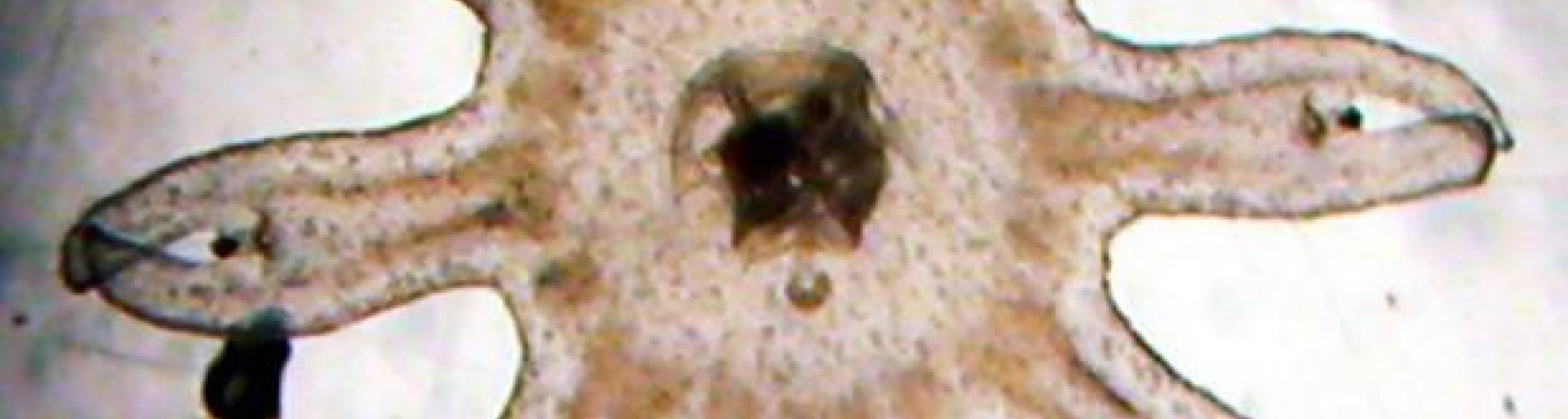 i cuccioli di medusa