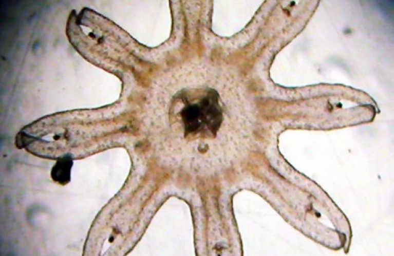 i cuccioli di medusa