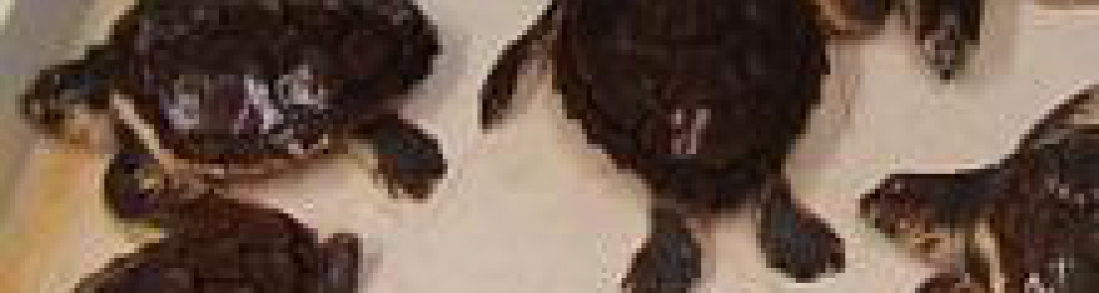 la riproduzione delle tartarughe